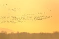 Many Geese Flying Royalty Free Stock Photo