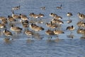 Gaggle of Canada Geese On Icy River Royalty Free Stock Photo