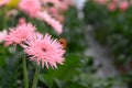 Many Gerbera flowers in a greenhouse at Floriade the Netherlands. Royalty Free Stock Photo