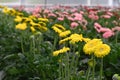 Many Gerbera flowers in a greenhouse at Floriade the Netherlands. Royalty Free Stock Photo