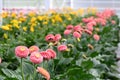 Many Gerbera flowers in a greenhouse at Floriade the Netherlands. Royalty Free Stock Photo