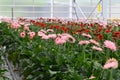 Many Gerbera flowers in a greenhouse at Floriade the Netherlands. Royalty Free Stock Photo