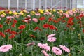 Many Gerbera flowers in a greenhouse at Floriade the Netherlands. Royalty Free Stock Photo