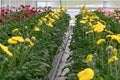 Many Gerbera flowers in a greenhouse at Floriade the Netherlands. Royalty Free Stock Photo