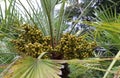 many geren dates of palm tree in summer Royalty Free Stock Photo