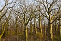 Many Giant ceiba trees