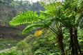 Many giant fern trees in cliffs and valleys, vines and bushes are located in Indonesia`s tropical rain forests. can be used as Royalty Free Stock Photo