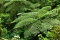 Many giant fern trees in cliffs and valleys, vines and bushes are located in Indonesia`s tropical rain forests. can be used as Royalty Free Stock Photo