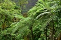 Many giant fern trees in cliffs and valleys, vines and bushes are located in Indonesia`s tropical rain forests. can be used as Royalty Free Stock Photo