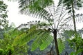 Many giant fern trees in cliffs and valleys, vines and bushes are located in Indonesia`s tropical rain forests. can be used as Royalty Free Stock Photo