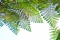 Many giant fern trees in a tropical rain forest with a background of blue sky and white clouds. can be used as background and Royalty Free Stock Photo