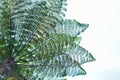 Many giant fern trees in a tropical rain forest with a background of blue sky and white clouds. can be used as background and Royalty Free Stock Photo