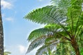 Many giant fern trees in a tropical rain forest with a background of blue sky and white clouds. can be used as background and Royalty Free Stock Photo