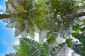 Many giant fern trees in a tropical rain forest with a background of blue sky and white clouds. can be used as background and Royalty Free Stock Photo