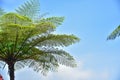 Many giant fern trees in a tropical rain forest with a background of blue sky and white clouds. can be used as background and Royalty Free Stock Photo