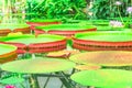 Many giant red green Water Lily Pad of Victoria Amazonica in a tropical pond Royalty Free Stock Photo