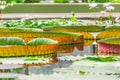 Many giant red green water lily pad of victoria amazonica in a tropical pond Royalty Free Stock Photo