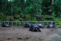 many giant tortoises from Seychelles