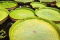 Many giant victoria lotus flowers planted in water,huge lotus leaf blooming,victoria water lily floating on the surface of a pond, Royalty Free Stock Photo