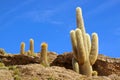 Many of Gigantic Trichocereus Pasacana Cactus Plants on Isla Incahuasi or Isla del Pescado Rocky Outcrop, Uyuni, Bolivia