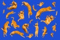 Many ginger flying and jumping funny cats isolated on a blue background