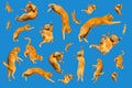Many ginger flying and jumping funny cats isolated on a blue background