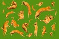 Many ginger flying and jumping funny cats isolated on a green background