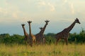 Unique formation of standing three giraffes at meru national park kenya