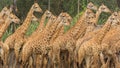 Giraffes in the zoo