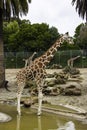 Giraffes at a zoo