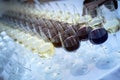 Many glasses of wine stand in a row close