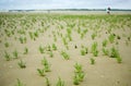 Many glasswort plants Royalty Free Stock Photo