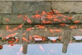 many gold fishes in pond in Beijing Royalty Free Stock Photo