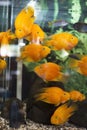 Many golden large aquarium fish float in an aquarium. At the bottom of the aquarium is a filter for water purification Royalty Free Stock Photo