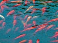 Many goldfish in a lake