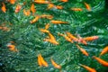 Many goldfish rapidly moving under water