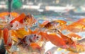 many goldfish swim in an aquarium