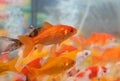 many goldfish swimming in the pet shop aquarium