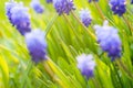 Many Grape Hyacinth or Muscari Latifolium botryoides flower bulbs blooming blue in spring Royalty Free Stock Photo