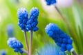 Many Grape Hyacinth or Muscari Latifolium botryoides flower bulbs blooming blue in spring Royalty Free Stock Photo