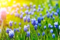 Many Grape Hyacinth or Muscari Latifolium botryoides flower bulbs blooming blue in spring Royalty Free Stock Photo