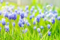 Many Grape Hyacinth or Muscari Latifolium botryoides flower bulbs blooming blue in spring Royalty Free Stock Photo