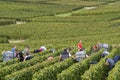 Many Grapes Pickers in Cramant France