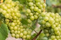 Many grapes of the Silvaner vine Royalty Free Stock Photo