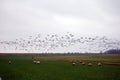 Grazing geese in the Dutch landscape