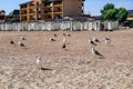 Many Great black-backed gulls on the shell-sand beach in Zaliznyi Port Kherson region, Ukraine. Seabirds stand on the Black Sea