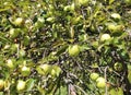 apples in the apple tree in the orchard cultivated without pesticides and with ecological and bio-cultivation methods