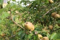 Green apples on the apple tree Royalty Free Stock Photo