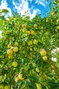 Many green apples on a tree from below, in an orchard outside against a cloudy blue sky. Fresh produce ready for harvest Royalty Free Stock Photo