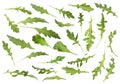 Many green arugula leaves falling on white background Royalty Free Stock Photo
